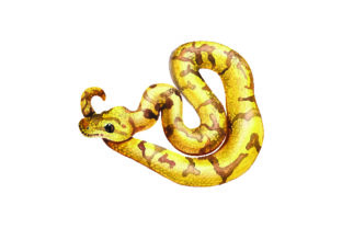 Ball Python Watercolor: A Designer’s Review