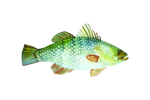 Barramundi Watercolor: Australia Asset Review