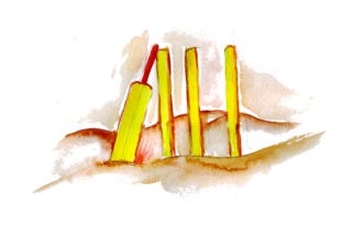 Beach Cricket in Watercolor: Australia Branding