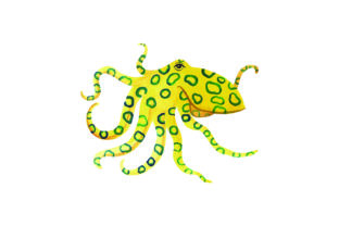 Blue Ringed Octopus Watercolor for Australia Brands
