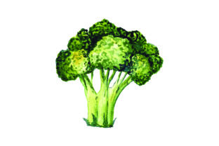 Broccoli - Watercolor Style: A Food Amp Review