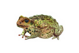 Cane Toad Watercolor: Australia Design Asset