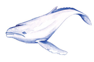 Humpback Whale in Watercolor Animals Design Review