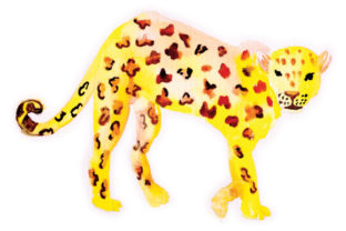 Leopard in Watercolor: A Designer's Real-World Review