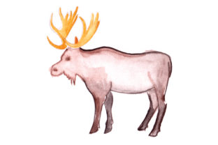 Moose in Watercolor: A Branding Review for Animals
