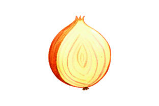 Onion Chopped in Half - Watercolor Style Review
