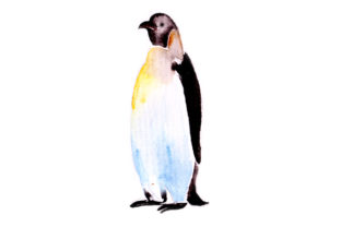 Penguin in Watercolor: A Designer's Review