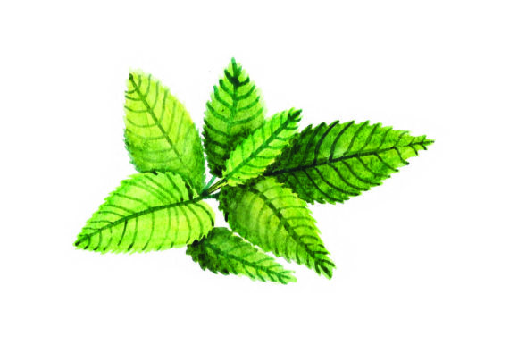Peppermint - Watercolor: A Nature Amp Design Review