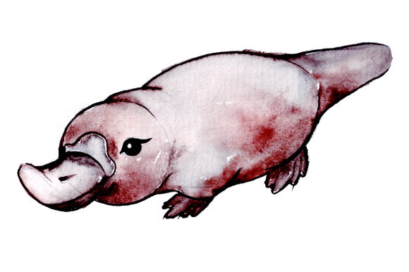 Platypus in Watercolor Style for Australia Content