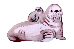 Review: Mom and Baby Walruses Watercolor Design