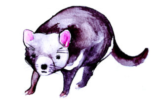 Tasmanian Devil Watercolor: Australia Craft Asset