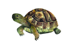 Tortoise - Watercolor: A Designer’s Review for Real Embroidery