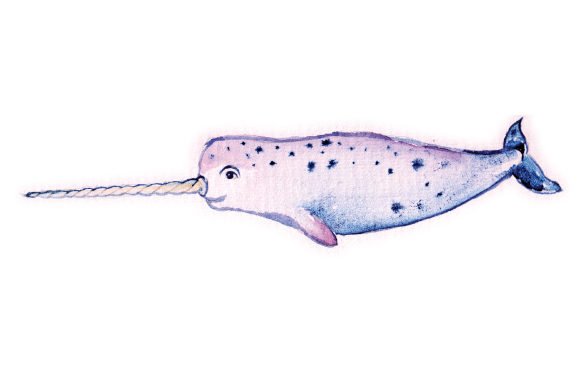 Watercolor Narwhal: A Review for Animal Bloggers