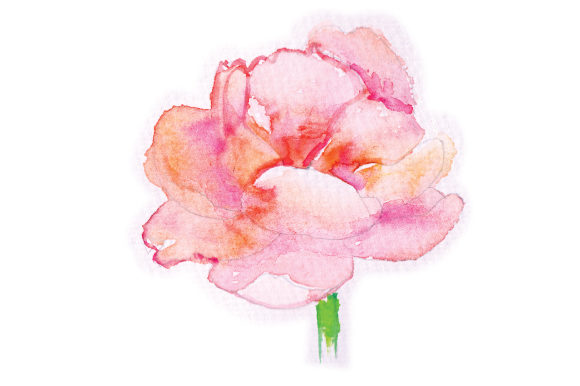 Watercolor Peony: A Review for Animals & Floral Designs