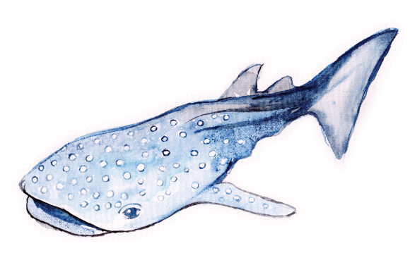 Watercolor Whale Shark: Animals for Modern Editorial